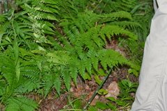 Dryopteris intermedia