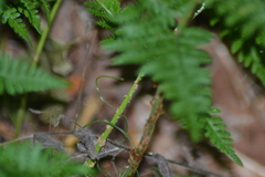 Dryopteris intermedia