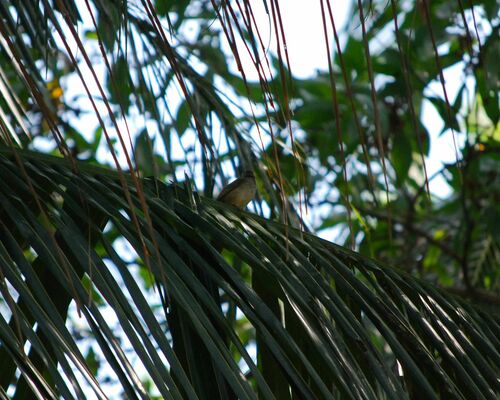 Streak-eared Bulbul (Pycnonotus conradi), photo 5