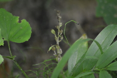 Neottia convallarioides
