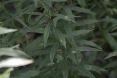 Solidago canadensis canadensis