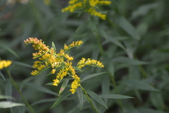 Solidago canadensis canadensis