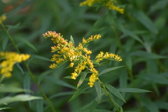 Solidago canadensis canadensis