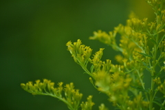 Solidago canadensis canadensis