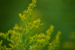 Solidago canadensis canadensis