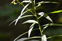 Solidago canadensis canadensis