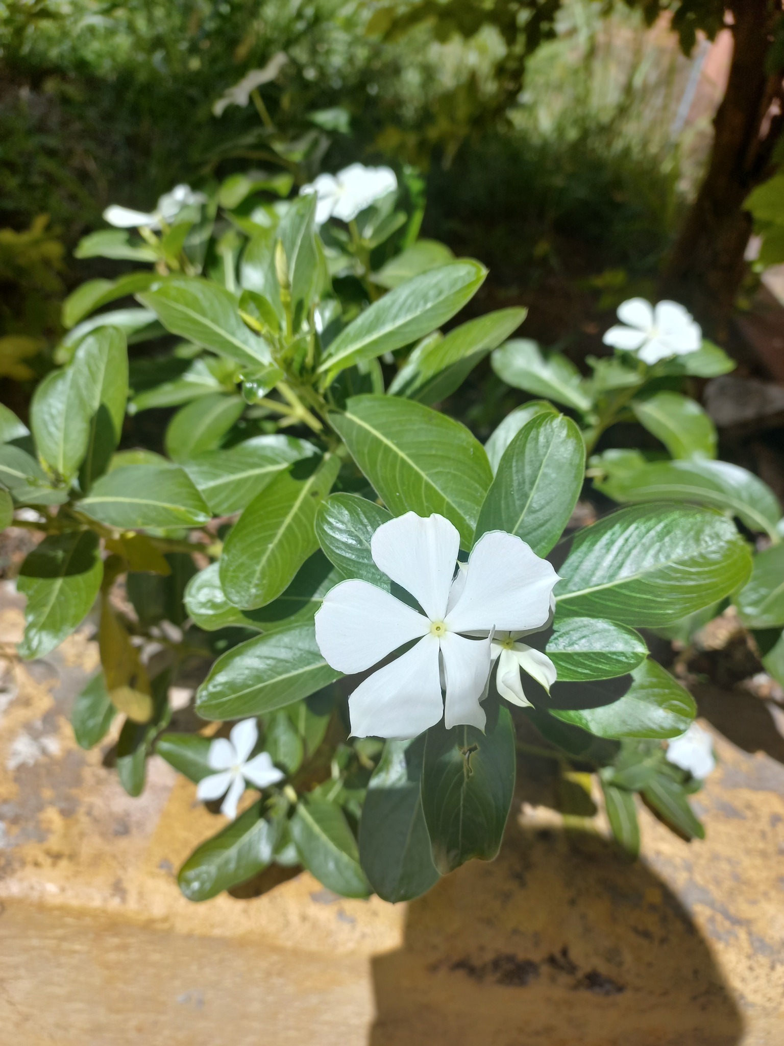 Catharanthus roseus