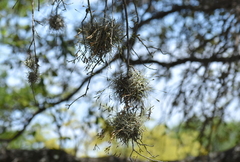 Tillandsia recurvata