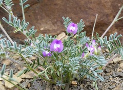 Astragalus emoryanus