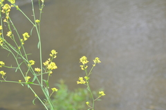 Brassica juncea