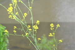 Brassica juncea