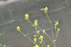 Brassica juncea