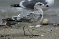 Larus fuscus heuglini
