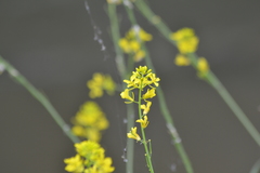 Brassica juncea
