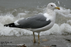 Larus fuscus heuglini