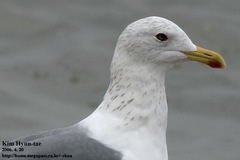 Larus fuscus heuglini