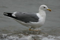 Larus fuscus heuglini