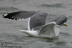 Larus fuscus heuglini
