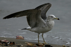 Larus fuscus heuglini