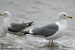 Larus fuscus heuglini