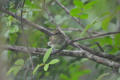 Lathrotriccus euleri