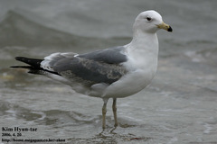 Larus fuscus heuglini