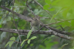 Lathrotriccus euleri