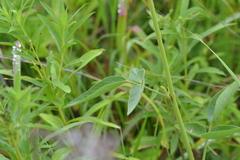 Desmodium illinoense