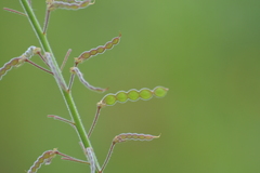 Desmodium illinoense
