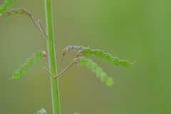 Desmodium illinoense