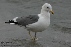 Larus fuscus heuglini