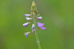 Desmodium illinoense