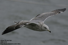 Larus fuscus heuglini