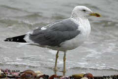 Larus fuscus heuglini
