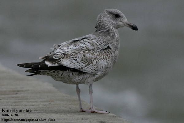 Lesser Black-backed Gull (Larus fuscus)