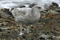 Larus fuscus heuglini
