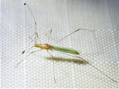 Metacanthus multispinus