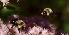 Bombus impatiens