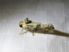 Acrolophus piger