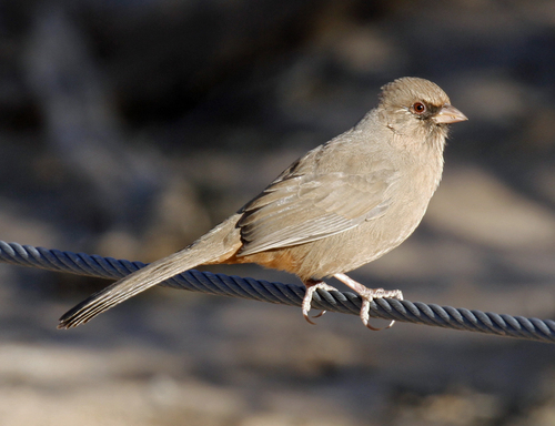 Abert's Towhee