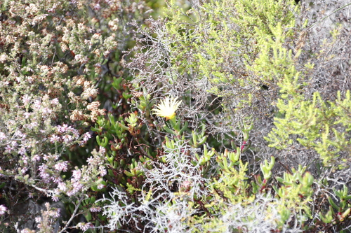 Image of Lampranthus promontorii by (c) Tony Rebelo, some rights reserved (CC BY-SA)