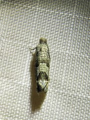 Pelochrista consobrinana