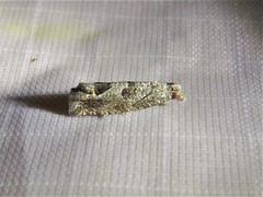 Pelochrista consobrinana