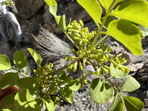 singleleaf ash (Fraxinus anomala)