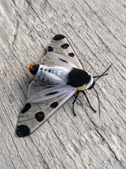 Dysschema boisduvallii