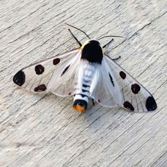 Dysschema boisduvallii