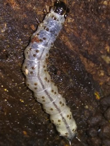 Deadwood Borer Moth photo 4