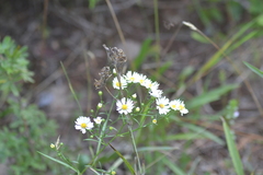 Symphyotrichum boreale