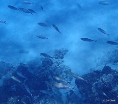 Selar crumenophthalmus