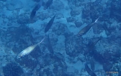 Selar crumenophthalmus